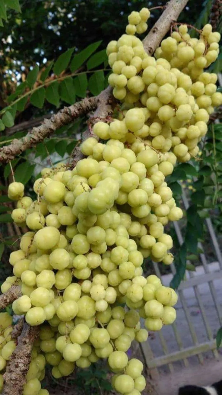 Schisandra Ingredient